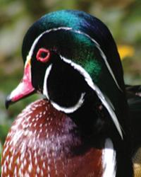 Wood Duck Reference Photos