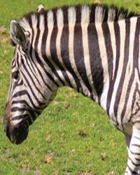 Zebra Reference Photos