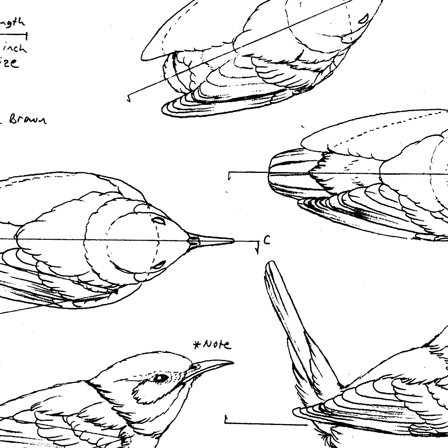 Bills House Wren Drawing 12 Realistic Bird Drawing Ideas