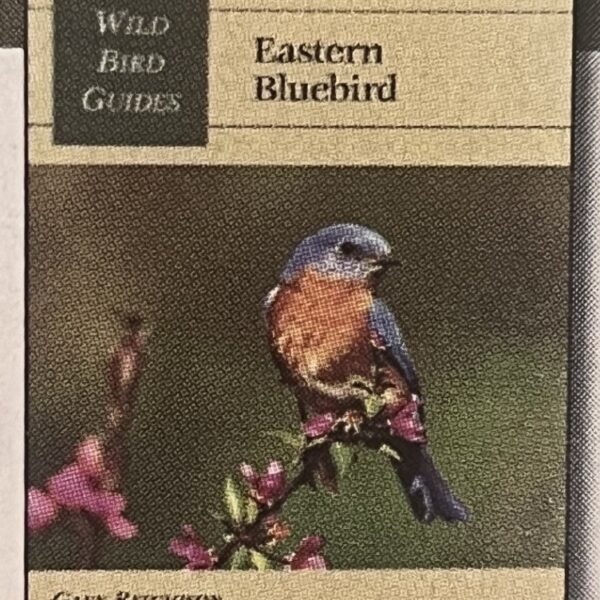 WILD BIRD GUIDES: EASTERN BLUEBIRD